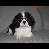 Queenie, a female Cavalier King Charles Spaniel for sale in Middlebury, IN – Photo 9 of 10
