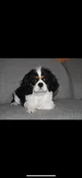 Quilla, a female Cavalier King Charles Spaniel for sale in Middlebury, IN – Photo 7 of 8
