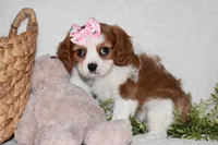 Queenie, a female Cavalier King Charles Spaniel for sale in Middlebury, IN – Photo 5 of 10