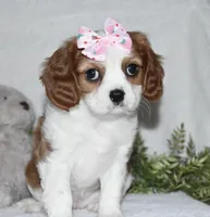 Queenie, a female Cavalier King Charles Spaniel for sale in Middlebury, IN – Photo 3 of 10