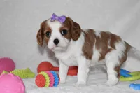Quilla, a female Cavalier King Charles Spaniel for sale in Middlebury, IN – Photo 1 of 8