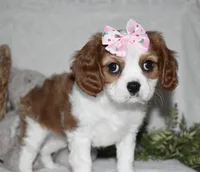 Queenie, a female Cavalier King Charles Spaniel for sale in Middlebury, IN – Photo 1 of 10