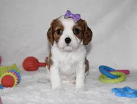 Quilla, a female Cavalier King Charles Spaniel for sale in Middlebury, IN – Photo 3 of 8