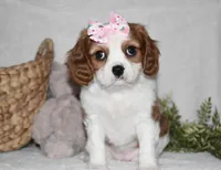 Queenie, a female Cavalier King Charles Spaniel for sale in Middlebury, IN – Photo 7 of 10