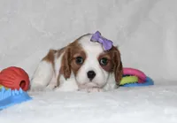Quilla, a female Cavalier King Charles Spaniel for sale in Middlebury, IN – Photo 5 of 8