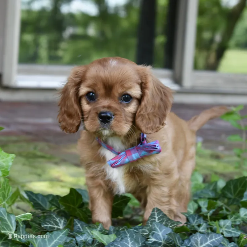 URI – Cavalier King Charles Spaniel puppy for sale in Middlebury, IN