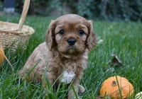 Vincent, a male Cavalier King Charles Spaniel for sale in Middlebury, IN – 5 of 10
