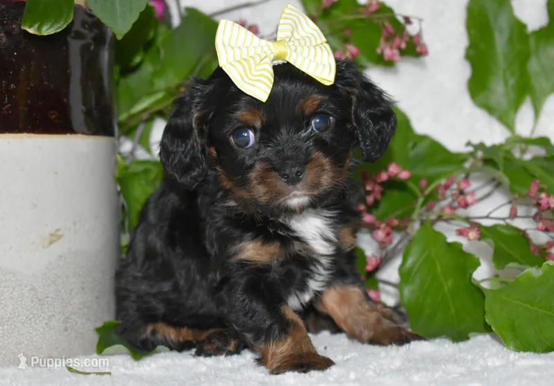 Tori – Cavalier King Charles Spaniel puppy for sale in Middlebury, IN