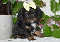 Tori, a female Cavalier King Charles Spaniel for sale in Middlebury, IN – 1 of 9