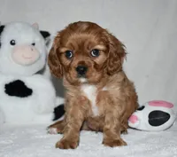 URI, a male Cavalier King Charles Spaniel for sale in Middlebury, IN – 5 of 10