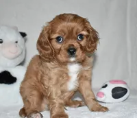 URI, a male Cavalier King Charles Spaniel for sale in Middlebury, IN – 3 of 10