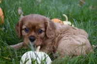 Victor, a male Cavalier King Charles Spaniel for sale in Middlebury, IN – 2 of 10