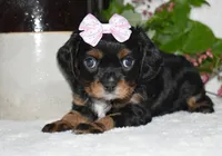 Thelma, a female Cavalier King Charles Spaniel for sale in Middlebury, IN – 4 of 9