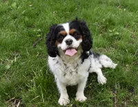 Snoopy, a male Cavalier King Charles Spaniel for sale in Middlebury, IN – 9 of 10