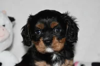 Uzi, a male Cavalier King Charles Spaniel for sale in Middlebury, IN – 4 of 6