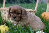 Victor, a male Cavalier King Charles Spaniel for sale in Middlebury, IN – 5 of 10