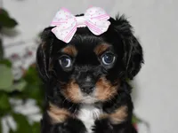 Thelma, a female Cavalier King Charles Spaniel for sale in Middlebury, IN – 3 of 9