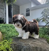 Luka, a male Havapoo for sale in Middlebury, IN – 4 of 8