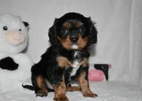 Uzi, a male Cavalier King Charles Spaniel for sale in Middlebury, IN – 3 of 6