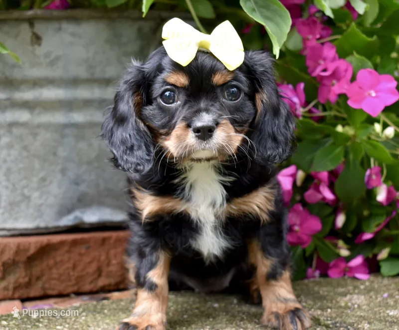Thelma – Cavalier King Charles Spaniel puppy for sale in Middlebury, IN