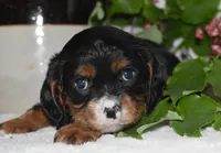 Thor, a male Cavalier King Charles Spaniel for sale in Middlebury, IN – 2 of 8