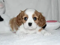 Ulysses , a male Cavalier King Charles Spaniel for sale in Middlebury, IN – 6 of 8