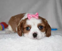 Queenie, a female Cavalier King Charles Spaniel for sale in Middlebury, IN – Photo 3 of 8