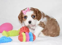 Queenie, a female Cavalier King Charles Spaniel for sale in Middlebury, IN – Photo 4 of 8