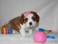 Queenie, a female Cavalier King Charles Spaniel for sale in Middlebury, IN – Photo 6 of 8