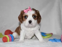 Queenie, a female Cavalier King Charles Spaniel for sale in Middlebury, IN – Photo 1 of 8