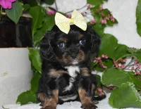 Tori, a female Cavalier King Charles Spaniel for sale in Middlebury, IN – 6 of 9