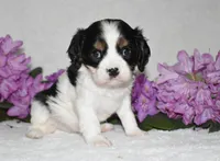 Snoopy, a male Cavalier King Charles Spaniel for sale in Middlebury, IN – 2 of 10