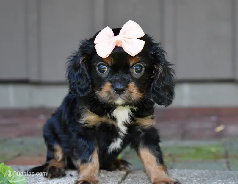 Tori – Cavalier King Charles Spaniel puppy for sale in Middlebury, IN