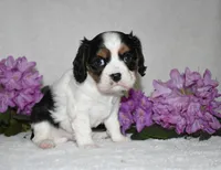 Scout, a male Cavalier King Charles Spaniel for sale in Middlebury, IN – 4 of 10