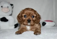 URI, a male Cavalier King Charles Spaniel for sale in Middlebury, IN – 7 of 10