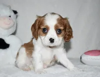 Upton, a male Cavalier King Charles Spaniel for sale in Middlebury, IN – 9 of 10