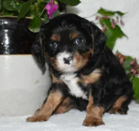 Thor, a male Cavalier King Charles Spaniel for sale in Middlebury, IN – 4 of 8