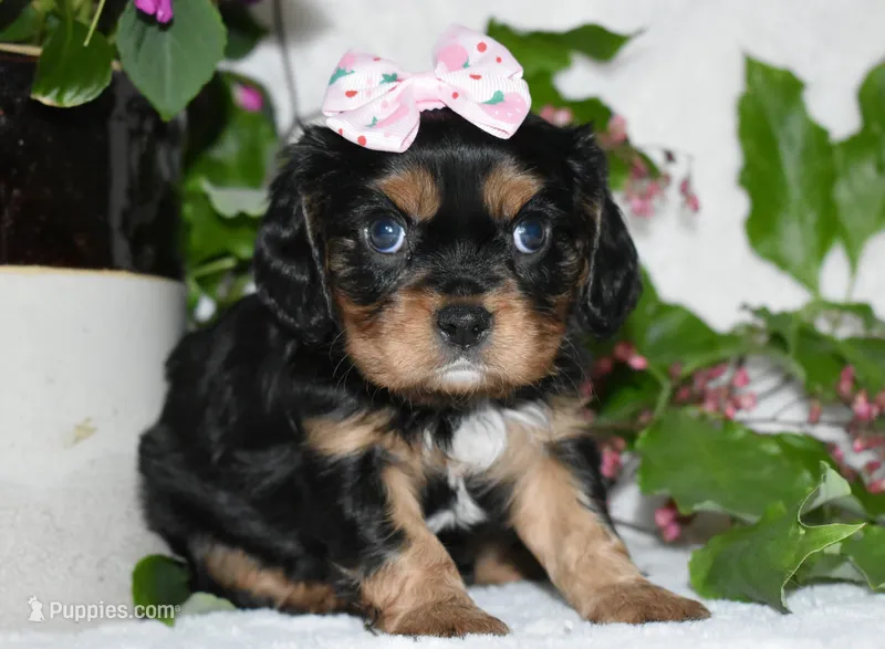 Tessa – Cavalier King Charles Spaniel puppy for sale in Middlebury, IN