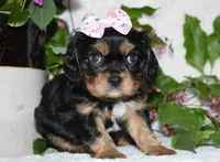 Tessa, a female Cavalier King Charles Spaniel for sale in Middlebury, IN – 1 of 10