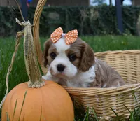 Vera, a female Cavalier King Charles Spaniel for sale in Middlebury, IN – 8 of 10