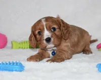 Pluto, a male Cavalier King Charles Spaniel for sale in Middlebury, IN – Photo 5 of 7