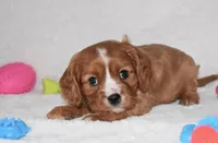 Pluto, a male Cavalier King Charles Spaniel for sale in Middlebury, IN – Photo 4 of 7