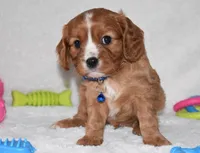 Pluto, a male Cavalier King Charles Spaniel for sale in Middlebury, IN – Photo 2 of 7