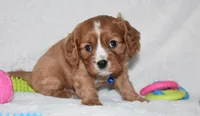 Pluto, a male Cavalier King Charles Spaniel for sale in Middlebury, IN – Photo 6 of 7