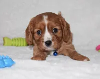 Pluto, a male Cavalier King Charles Spaniel for sale in Middlebury, IN – Photo 3 of 7