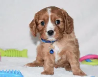 Pluto, a male Cavalier King Charles Spaniel for sale in Middlebury, IN – Photo 1 of 7