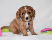 Pluto, a male Cavalier King Charles Spaniel for sale in Middlebury, IN – Photo 7 of 7