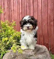 Luka, a male Poodle - Miniature  and Havapoo for sale in Middlebury, IN – 4 of 9