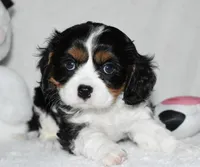 Ugo , a male Cavalier King Charles Spaniel for sale in Middlebury, IN – 5 of 8