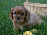 Victor, a male Cavalier King Charles Spaniel for sale in Middlebury, IN – 7 of 10